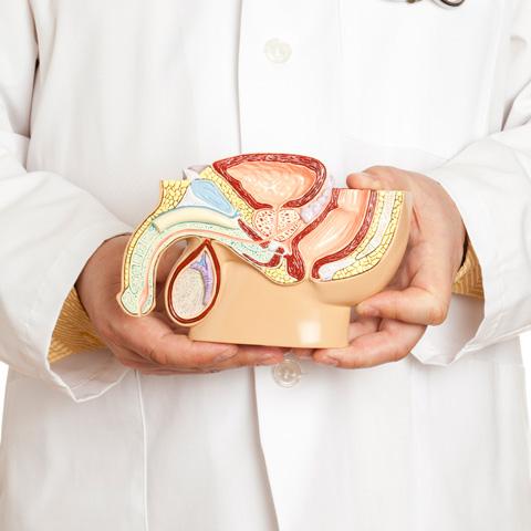 Anatomy Photo
