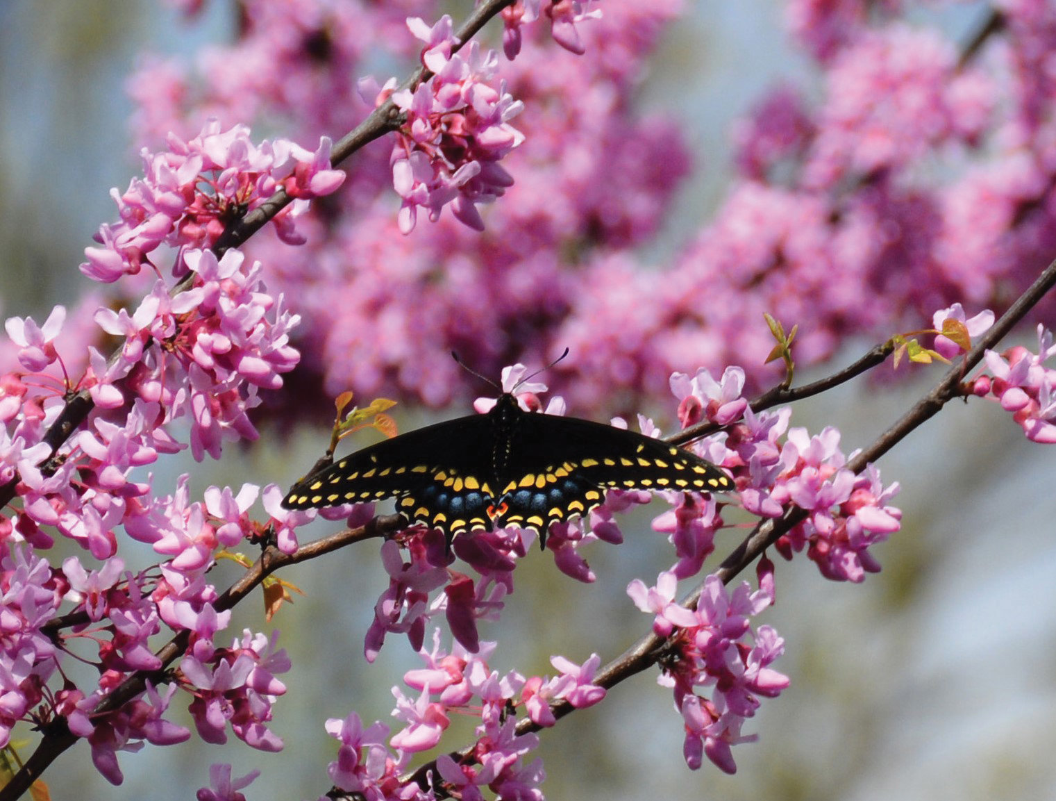 Guerrieri butterfly