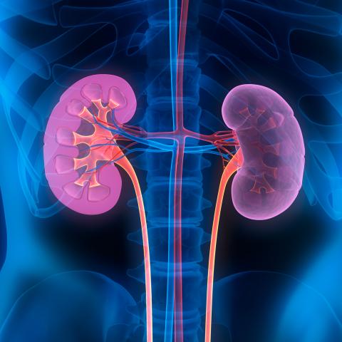 kidneys