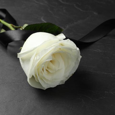 white rose on black background