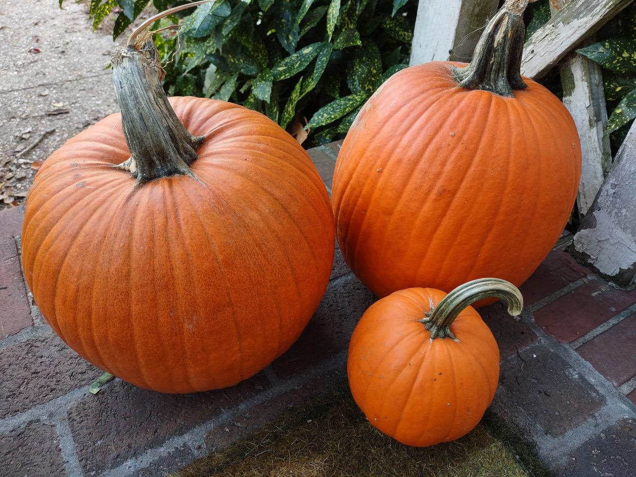 three pumpkins on bricks