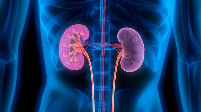 kidneys