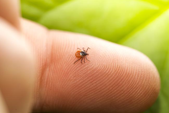 tick on a person's finger