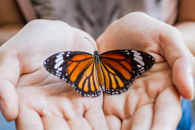 Person holding a butterfly