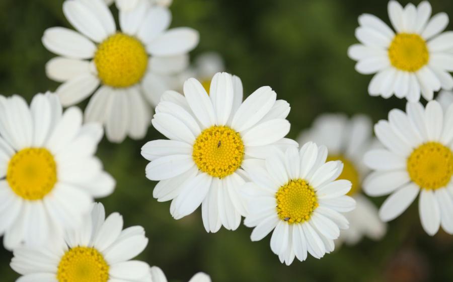 white daisies in a green field