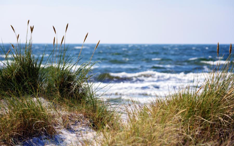 beach grass