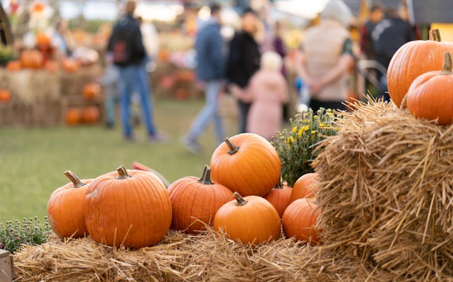 pumpkins at a fall festival